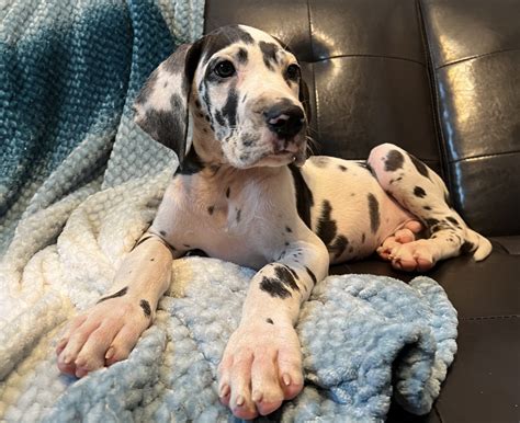 Microchipped & vet checked. No imported puppies. Advertise your pet for FREE >>. Freeads.co.uk: Find Great Danes Puppies & Dogs for sale UK at the UK's largest independent free classifieds site. Buy and Sell Great Danes Puppies & Dogs UK with Freeads Classifieds.
